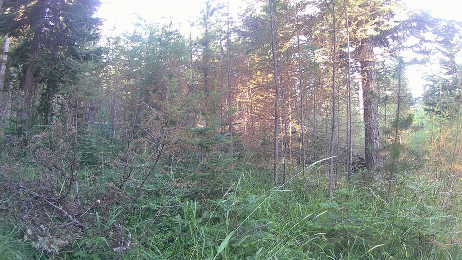 3 Hours of Forestry Mulching in 30 Seconds